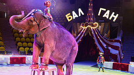 К нам приехал «Балаган»! Рязанцев познакомят с истоками циркового искусства в новой шоу-программе